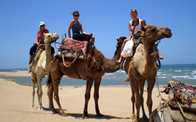Camel riding on the beach - Morocco